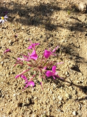 Pelargonium incrassatum