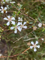 Leptospermum laevigatum