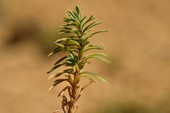 Linum appressum appressum