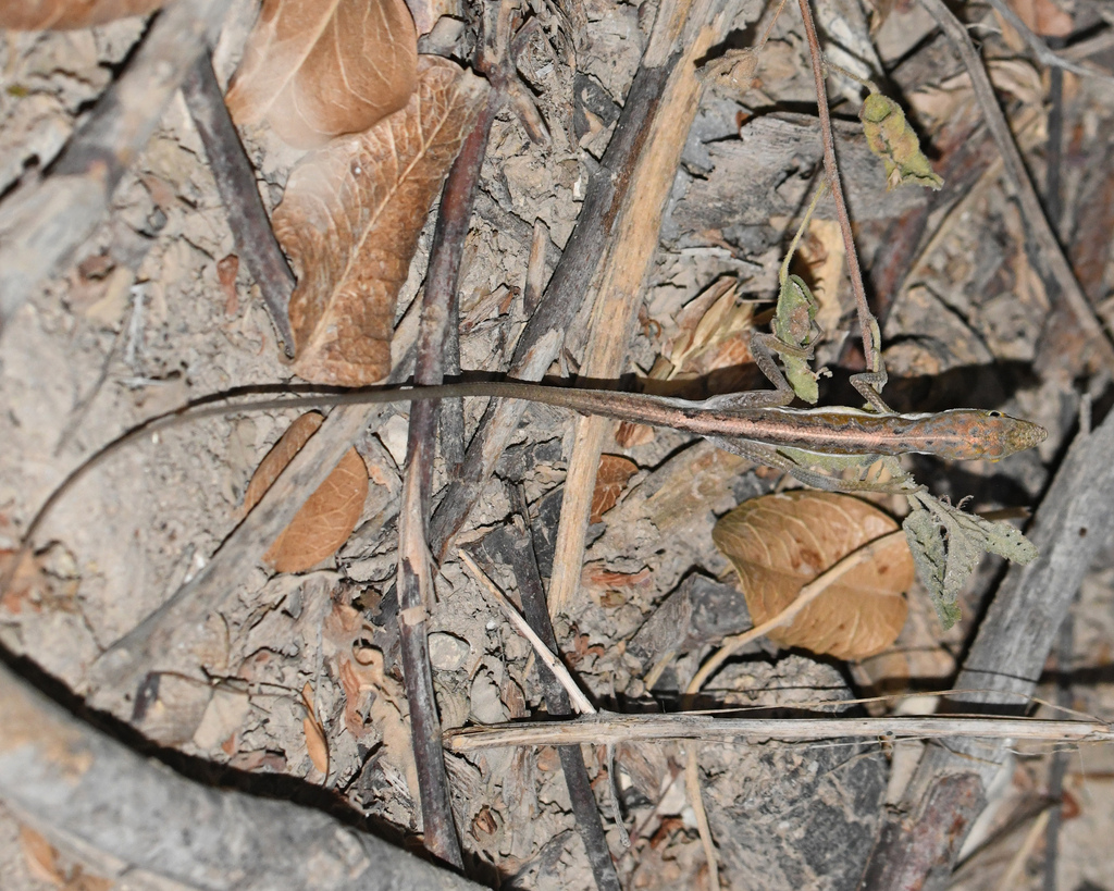 Olsson's Anole