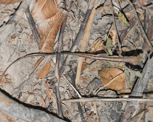 Olsson's Anole