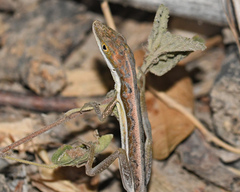 Anolis olssoni