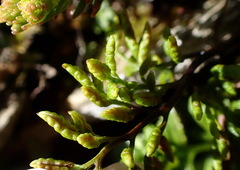 Cryptogramma brunoniana