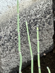 Equisetum hyemale