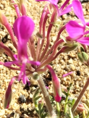 Pelargonium incrassatum