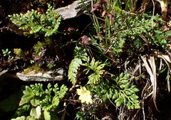 Cryptogramma brunoniana