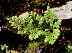 Cryptogramma brunoniana