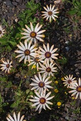 Dimorphotheca