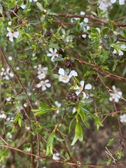 Leptospermum laevigatum