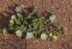 Drosanthemum