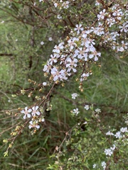 Leptospermum laevigatum