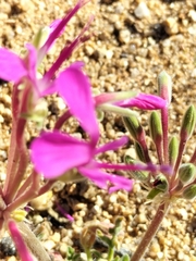 Pelargonium incrassatum