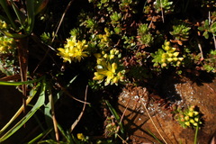 Sedum morrisonense
