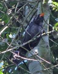 Saltator fuliginosus