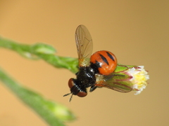 Gymnosoma