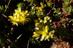Sedum morrisonense