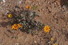 Gazania lichtensteinii