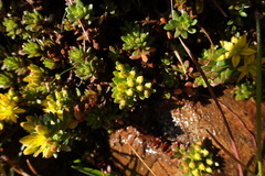 Sedum morrisonense