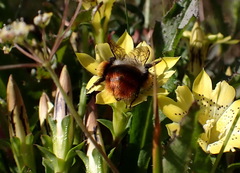 Bombus formosellus