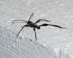 Euryscelis suturalis