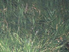 Hirundo rustica