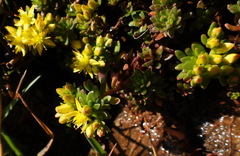 Sedum morrisonense