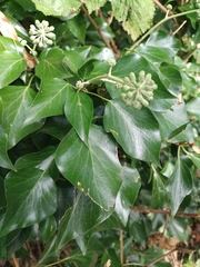 Hedera helix