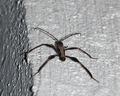 Euryscelis suturalis