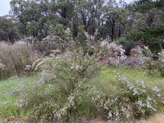 Leptospermum laevigatum
