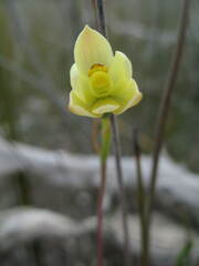 Thelymitra flexuosa