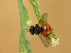 Gymnosoma