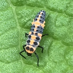 Cycloneda sanguinea
