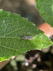 Tingidae