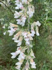 Chamaecytisus prolifer
