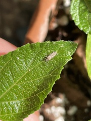 Tingidae