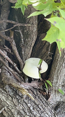 Volvariella bombycina