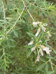 Chamaecytisus prolifer