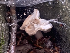 Pleurotus pulmonarius