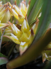 Conostylis serrulata