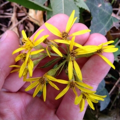 Senecio bayonnensis