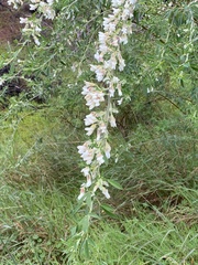 Chamaecytisus prolifer