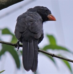 Saltator fuliginosus