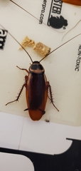 Periplaneta australasiae