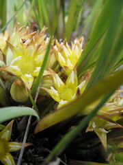 Conostylis serrulata