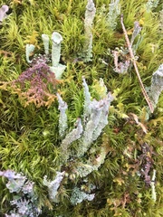 Cladonia cenotea