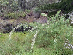 Chamaecytisus prolifer