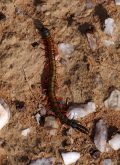Scolopendra