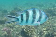 Abudefduf sexfasciatus