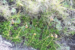 Ursinia montana