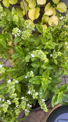 Ocimum basilicum